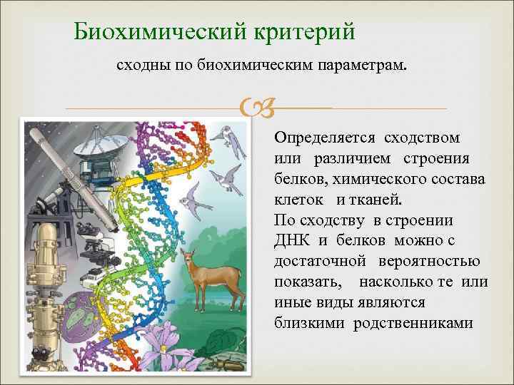 Биохимический критерий сходны по биохимическим параметрам. Определяется сходством или различием строения белков, химического состава