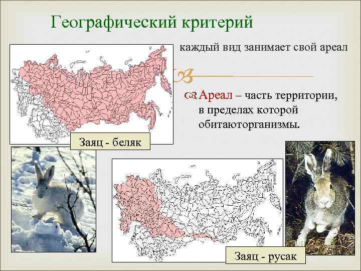 Географический критерий каждый вид занимает свой ареал Ареал – часть территории, в пределах которой