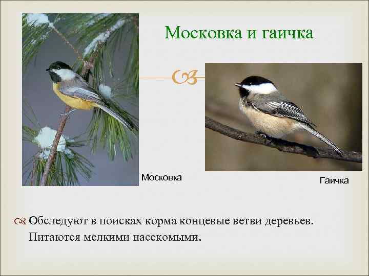 Московка и гаичка Московка Обследуют в поисках корма концевые ветви деревьев. Питаются мелкими насекомыми.