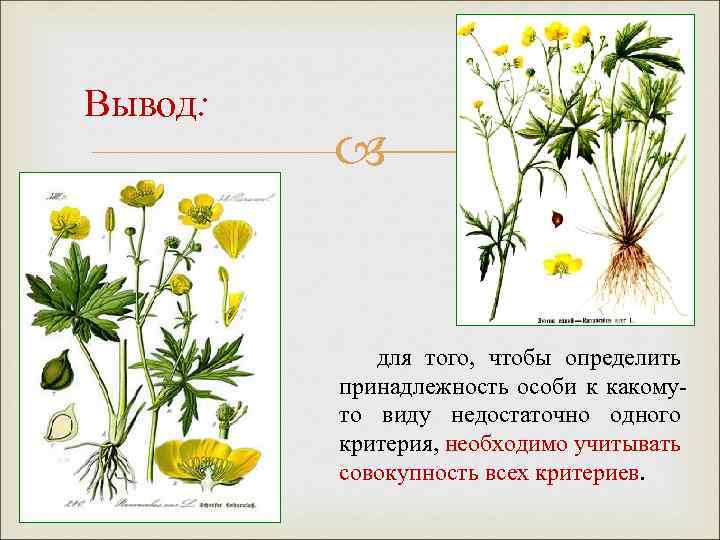 Вывод: для того, чтобы определить принадлежность особи к какомуто виду недостаточно одного критерия, необходимо