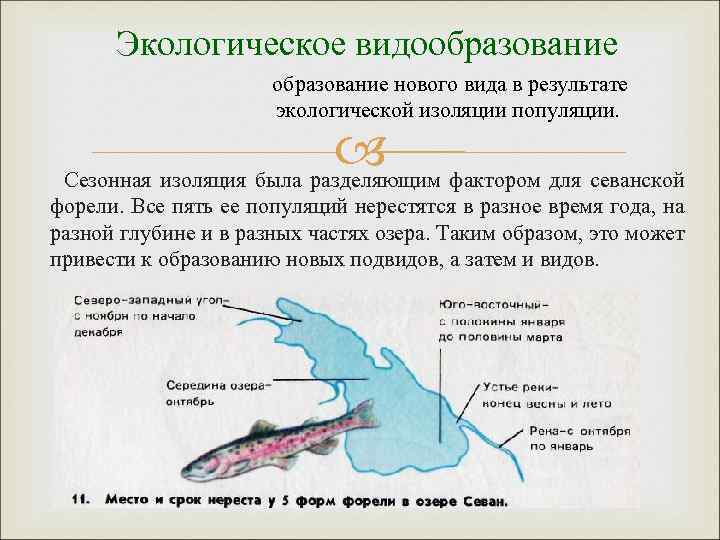 Экологическое видообразование нового вида в результате экологической изоляции популяции. фактором для севанской Сезонная изоляция