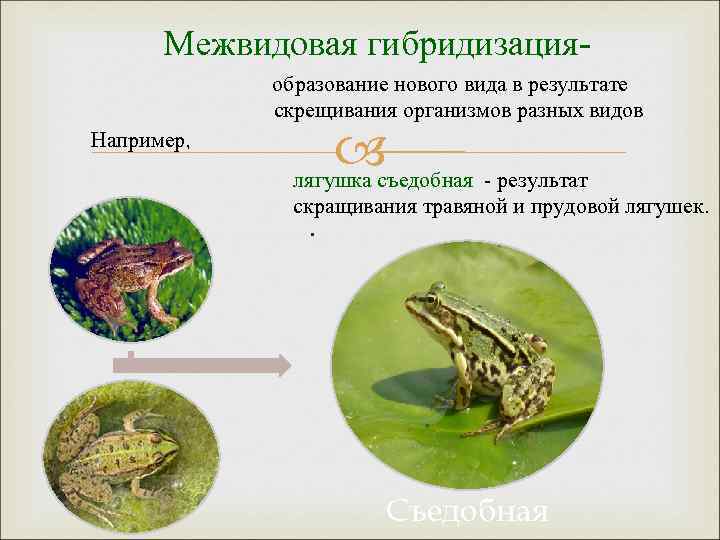 Результат скрещивания 6 букв