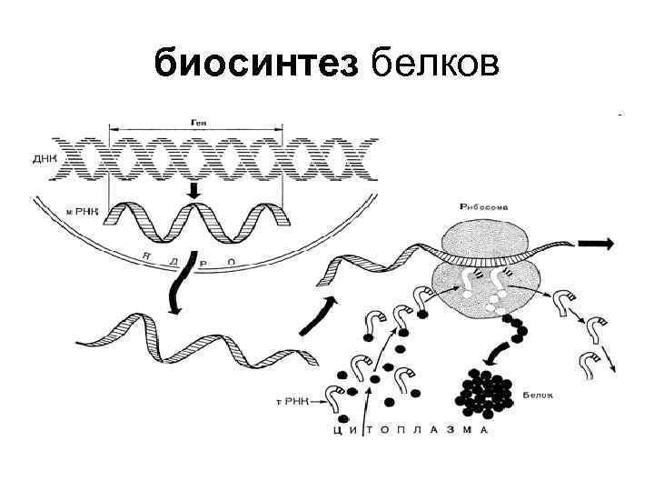 биосинтез белков 