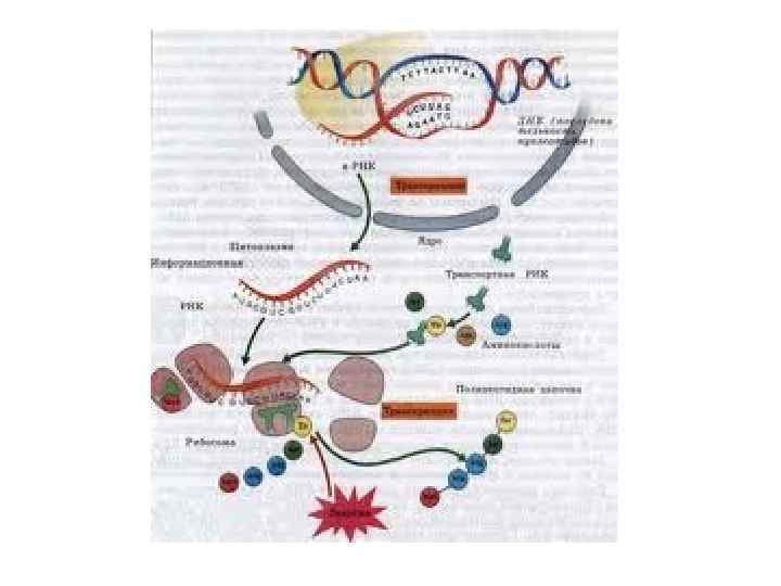Синтез белков 9 класс. Схема биосинтеза белка в живой клетке. Биосинтез белка в живой клетке 9 класс. Схема биосинтеза белка 9 класс. Биосинтез белка схема 9 класс биология.