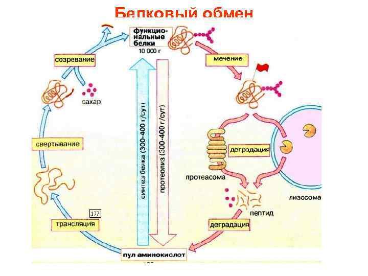 Обмен белков в организме человека может происходить по следующей схеме