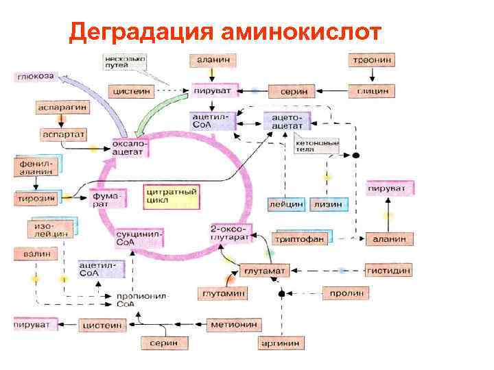 Схема обмена аминокислот