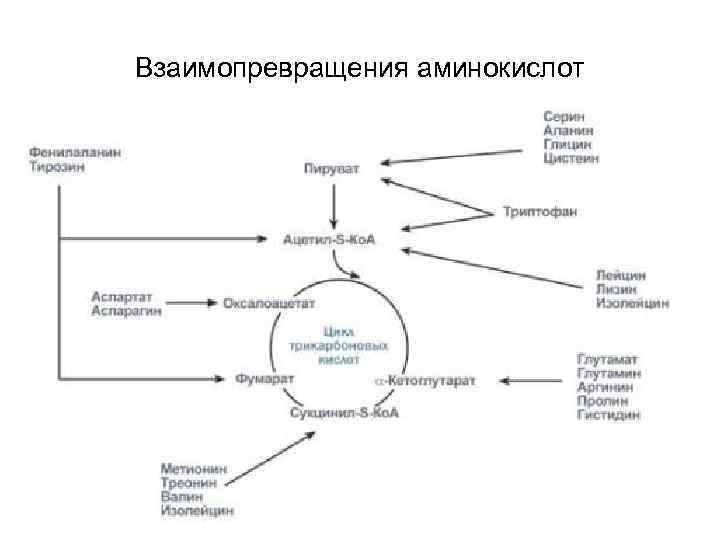 Составьте схему иллюстрирующую взаимопревращение 3 основных компонентов внутренней среды организма