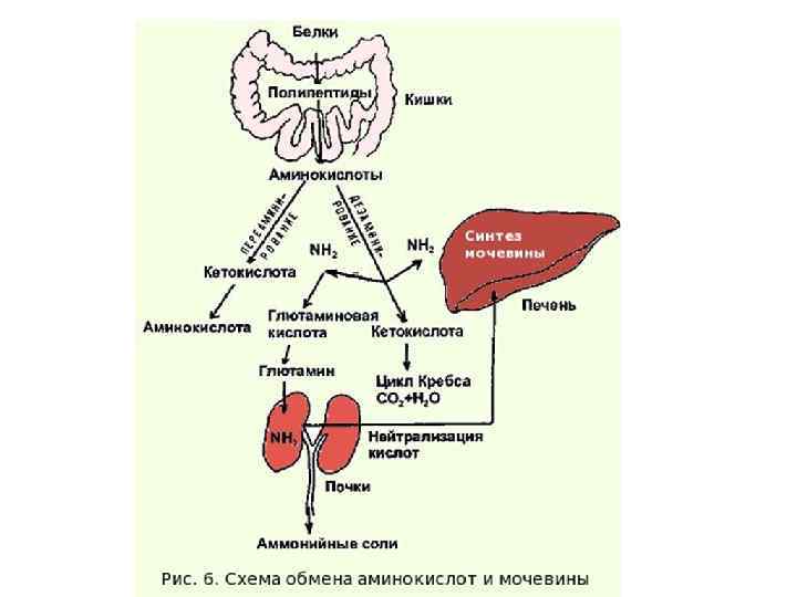 Синтез белков крови в печени