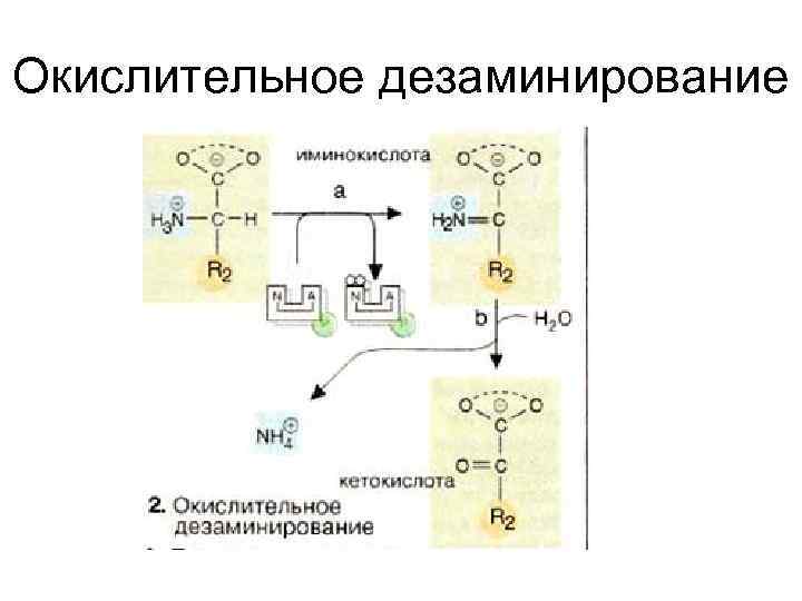 Окислительное дезаминирование 