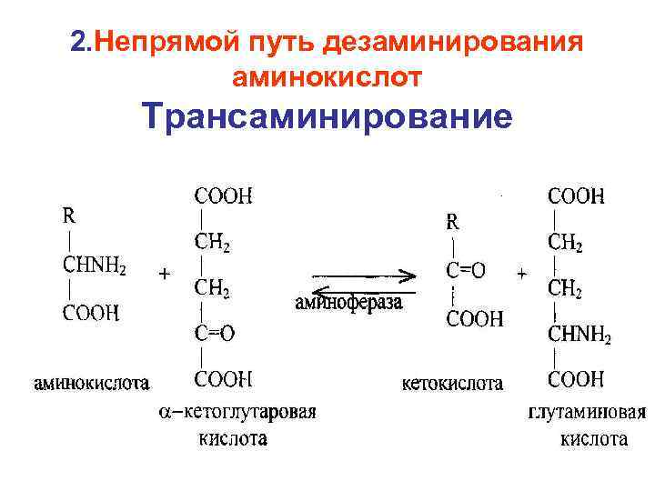 2. Непрямой путь дезаминирования аминокислот Трансаминирование 