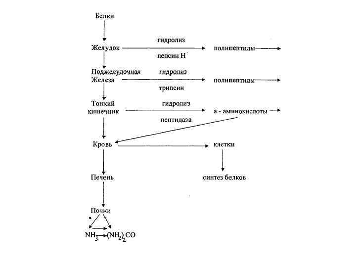 Гидролиз белка схема