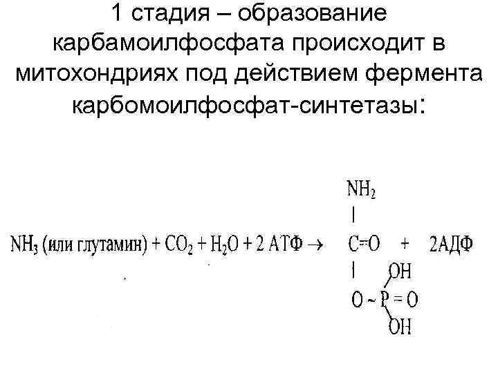 1 стадия – образование карбамоилфосфата происходит в митохондриях под действием фермента карбомоилфосфат-синтетазы: 