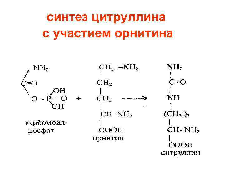 синтез цитруллина с участием орнитина 
