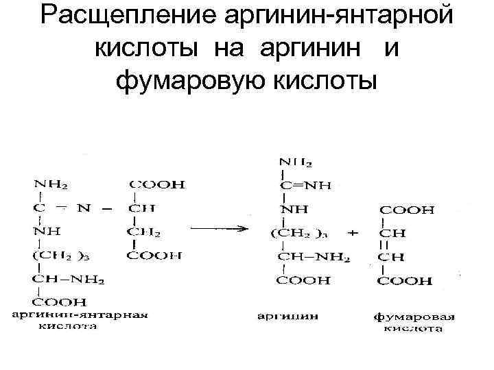 Расщепление аргинин-янтарной кислоты на аргинин и фумаровую кислоты 