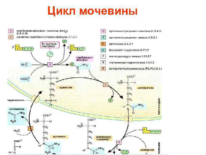 Цикл мочевины 