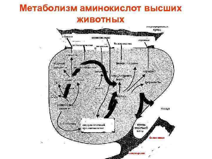 Метаболизм аминокислот высших животных 