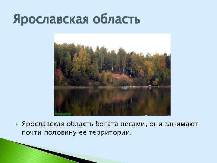 Ярославская область богата лесами, они занимают почти половину ее территории. 