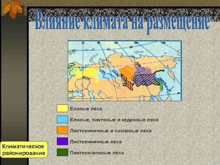 Еловые леса Еловые, пихтовые и кедровые леса Лиственничные и сосновые леса Климатическое районирование Лиственничные