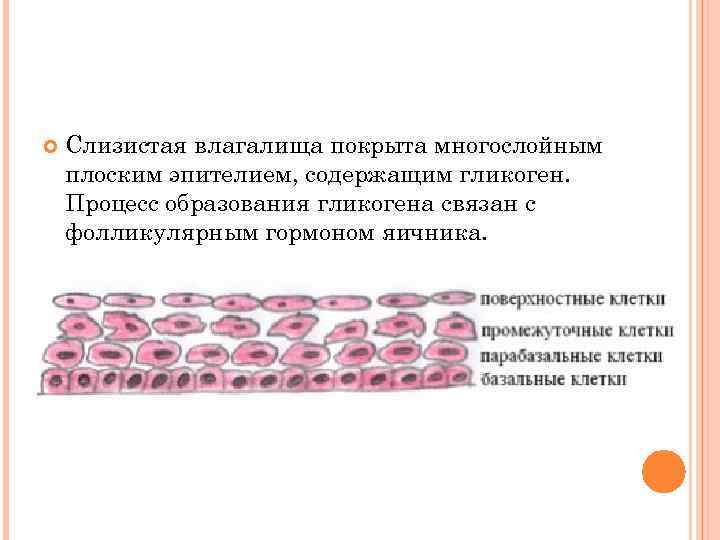  Слизистая влагалища покрыта многослойным плоским эпителием, содержащим гликоген. Процесс образования гликогена связан с