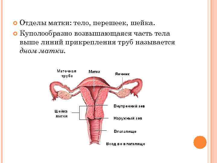 Отделы матки: тело, перешеек, шейка. Куполообразно возвышающаяся часть тела выше линий прикрепления труб называется