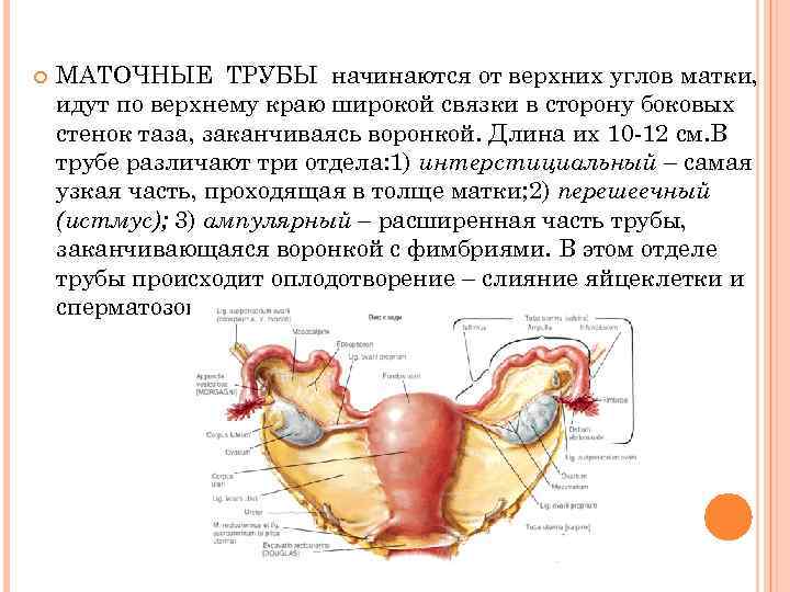  МАТОЧНЫЕ ТРУБЫ начинаются от верхних углов матки, идут по верхнему краю широкой связки