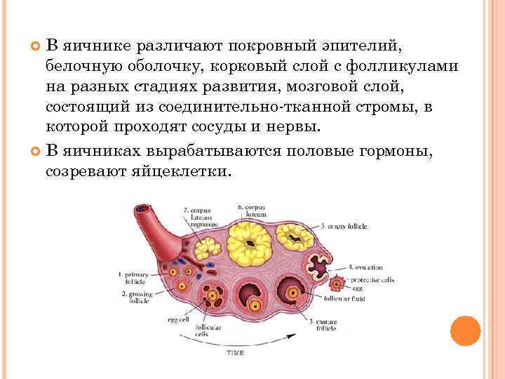 Фотографии женских органов