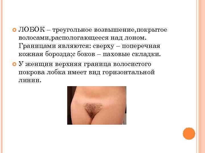 ЛОБОК – треугольное возвышение, покрытое волосами, распологающееся над лоном. Границами являются: сверху – поперечная
