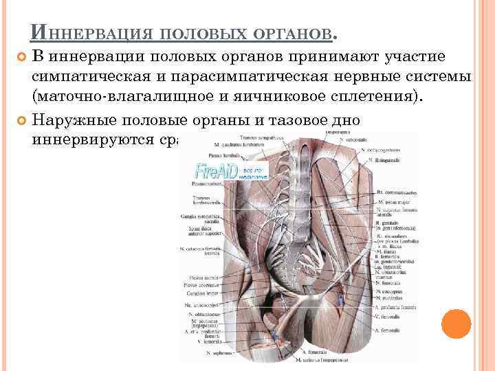 ИННЕРВАЦИЯ ПОЛОВЫХ ОРГАНОВ. В иннервации половых органов принимают участие симпатическая и парасимпатическая нервные системы
