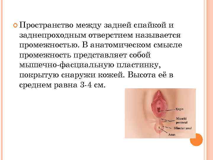  Пространство между задней спайкой и заднепроходным отверстием называется промежностью. В анатомическом смысле промежность