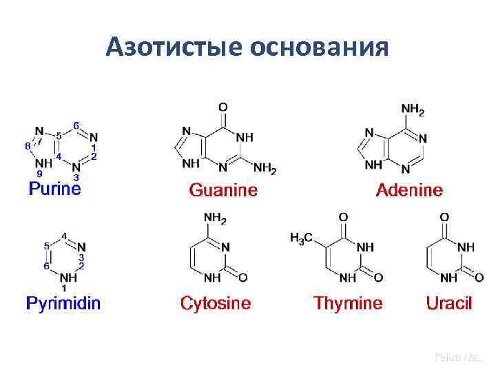 Азотистые основания Тема № 1 