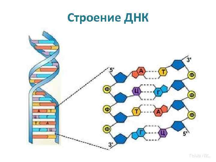 Строение ДНК Тема № 1 