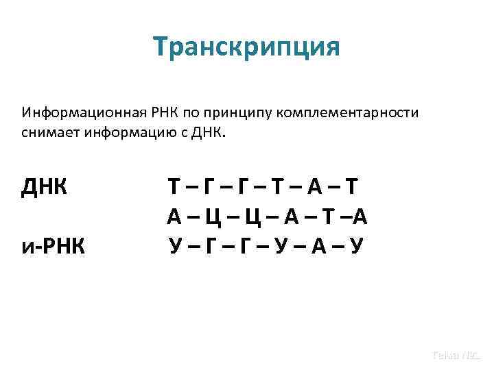 Транскрипция Информационная РНК по принципу комплементарности снимает информацию с ДНК и-РНК Т–Г–Г–Т–А–Т А –