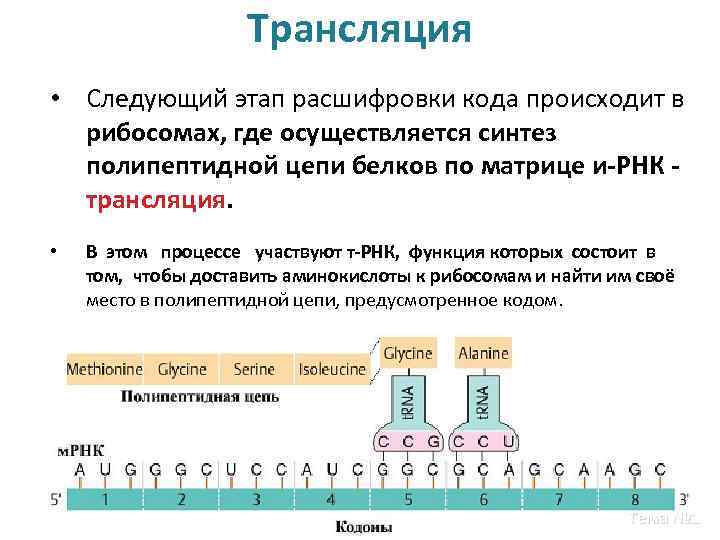 Синтез полипептидной цепи