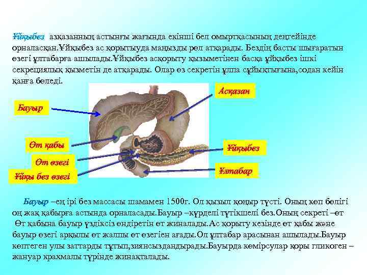 Ұйқыбез азқазанның астынғы жағында екінші бел омыртқасының деңгейінде орналасқан. Ұйқыбез ас қорытыуда маңызды рөл