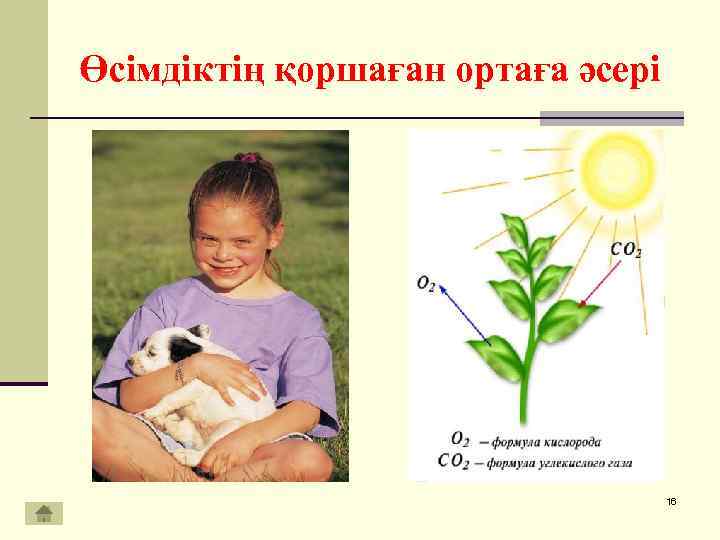 Өсімдіктің қоршаған ортаға әсері 16 