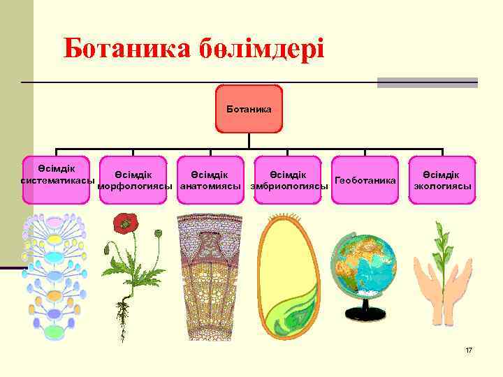 Ботаника бөлімдері Ботаника Өсімдік систематикасы Өсімдік Геоботаника морфологиясы анатомиясы эмбриологиясы Өсімдік экологиясы 17 