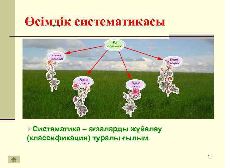 Жануарлар систематика презентация