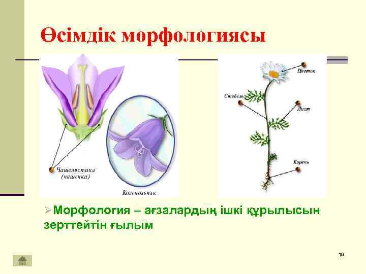 Өсімдік морфологиясы ØМорфология – ағзалардың ішкі құрылысын зерттейтін ғылым 19 