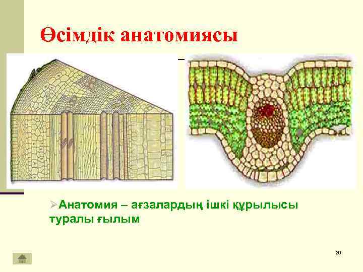 Лист традесканции под микроскопом. Клетки мякоти листа традесканции под микроскопом строение. Өсімдік құрылысы презентация. Хлоренхима листа камелии. Волосок традесканции под микроскопом.