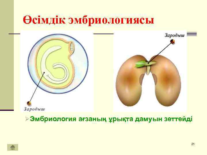 Ағзалардың жеке дамуы түсінігі 7 сынып презентация