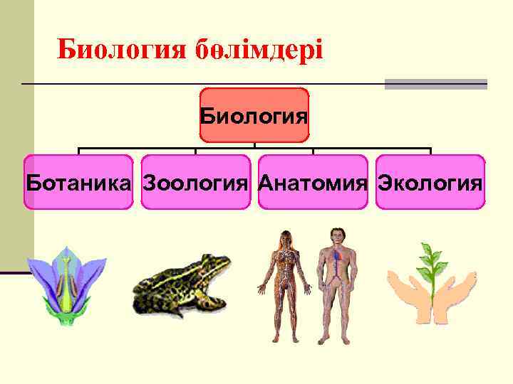 Анатомия зоология морфология