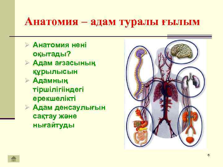 Адам анатомиясы презентация