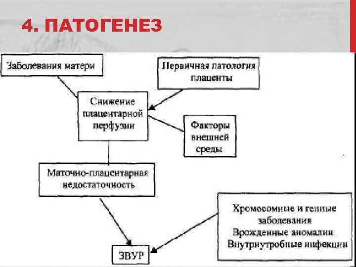 4. ПАТОГЕНЕЗ 