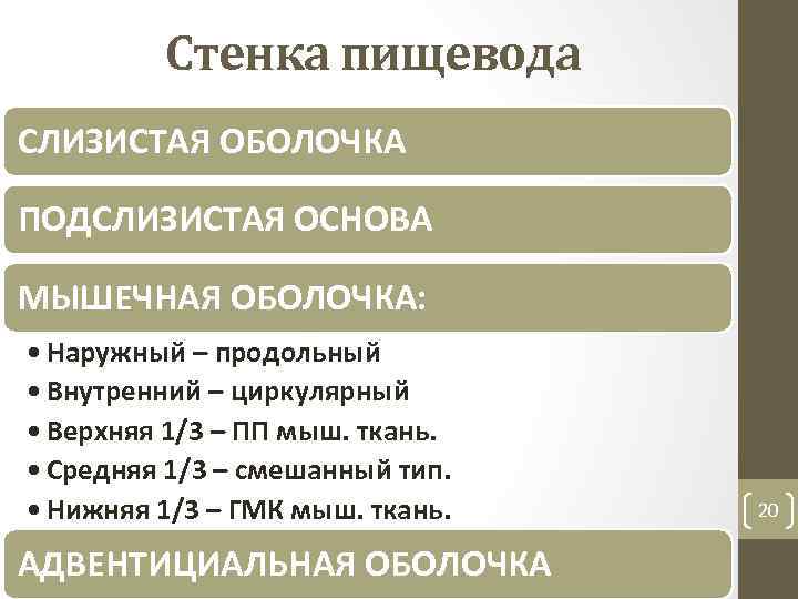 Стенка пищевода СЛИЗИСТАЯ ОБОЛОЧКА ПОДСЛИЗИСТАЯ ОСНОВА МЫШЕЧНАЯ ОБОЛОЧКА: • Наружный – продольный • Внутренний