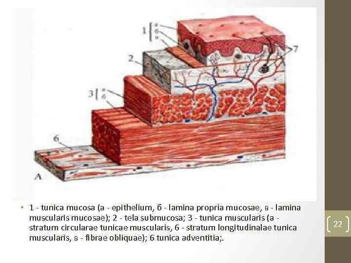  • 1 tunica mucosa (a epithelium, б lamina propria mucosae, в lamina muscularis