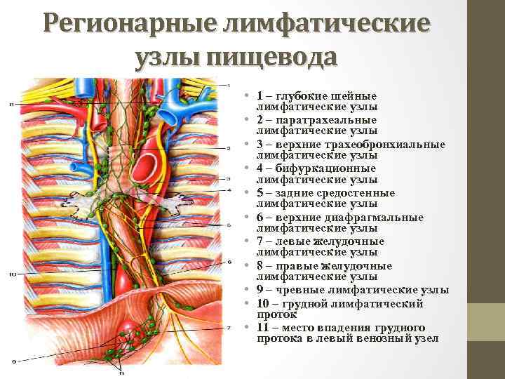 Нерв пищевода. Регионарные лимфоузлы пищевода. Лимфатические узлы пищевода анатомия. Анатомия пищевода кровоснабжение иннервация. Строение пищевода кровоснабжение.