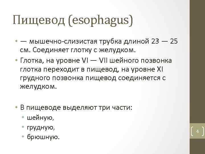 Пищевод (esophagus) • — мышечно слизистая трубка длиной 23 — 25 см. Соединяет глотку