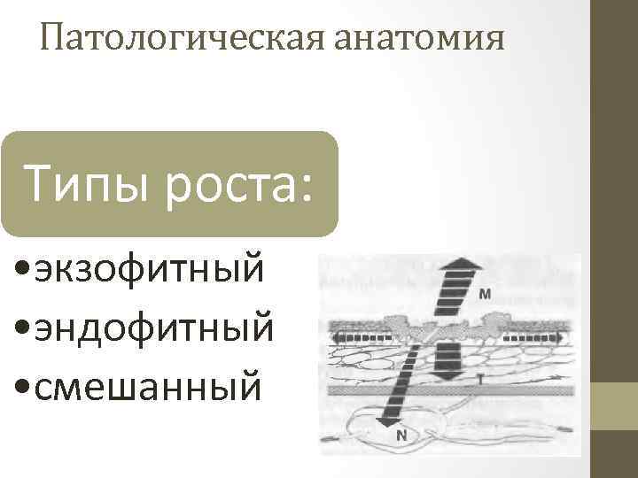 Патологическая анатомия Типы роста: • экзофитный • эндофитный • смешанный 