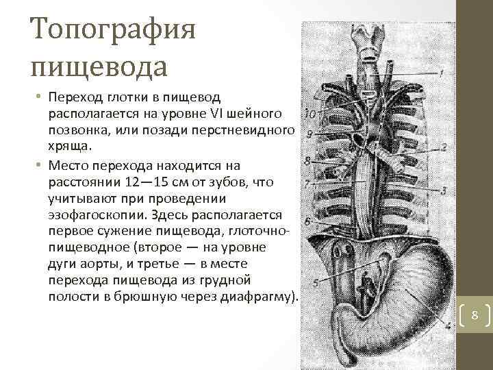 Топография пищевода • Переход глотки в пищевод располагается на уровне VI шейного позвонка, или