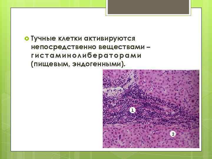  Тучные клетки активируются непосредственно веществами – гистаминолибераторами (пищевым, эндогенными). 